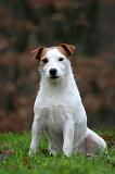 PARSON RUSSEL TERRIER 268